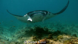 manta at cleaning station, boduhithi thila by Pieter Roos 